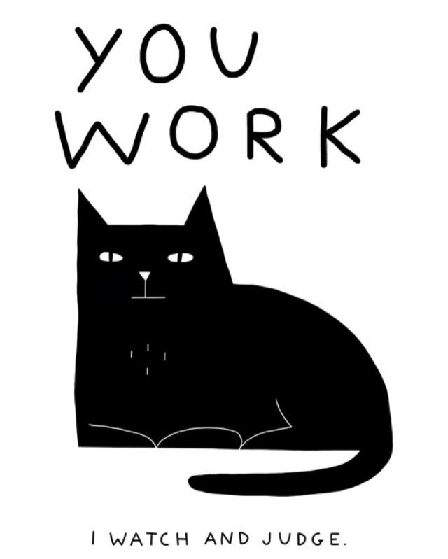 62aca3999c4ac_shein_cat.jpg